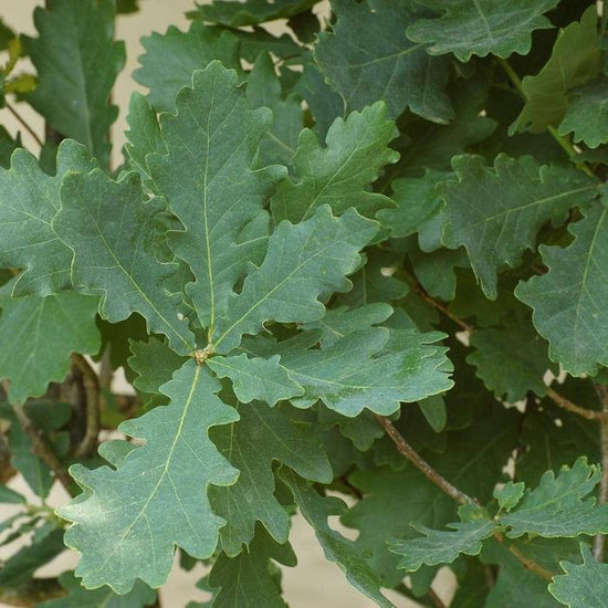 English-Oak-Tree-2