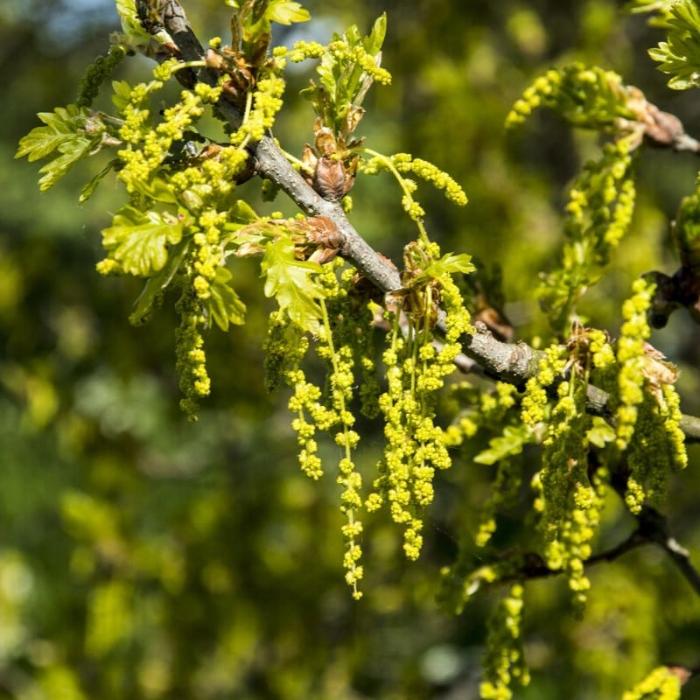 English-Oak-Tree-3
