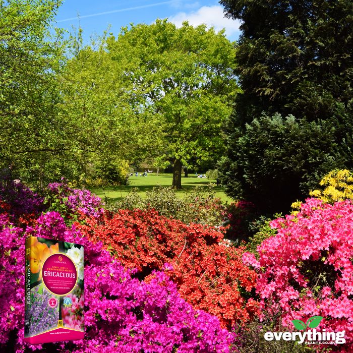 Ericaceous Compost