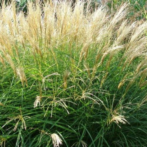 Eulalia-Yakushima-Dwarf-Grasses-2