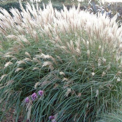 Eulalia-Yakushima-Dwarf-Grasses-4