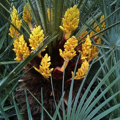 European-Fan-Palm-Trees-3