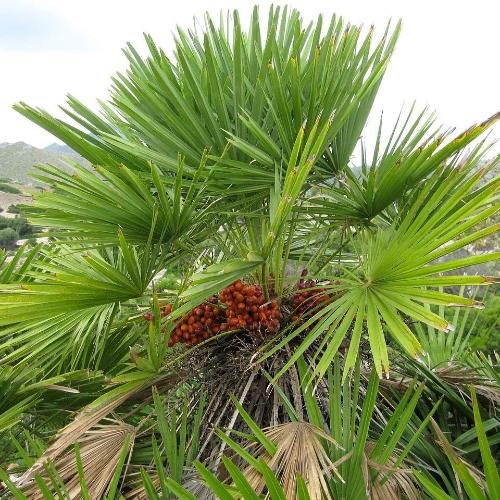 European-Fan-Palm-Trees-4