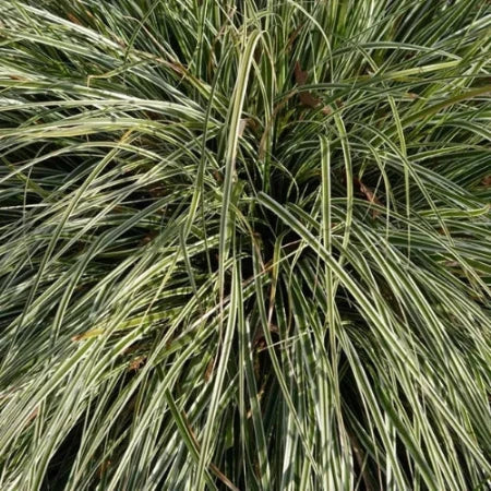 Everest-Sedge-Ornamental-Grasses-2