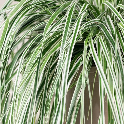 Everest-Sedge-Ornamental-Grasses-4