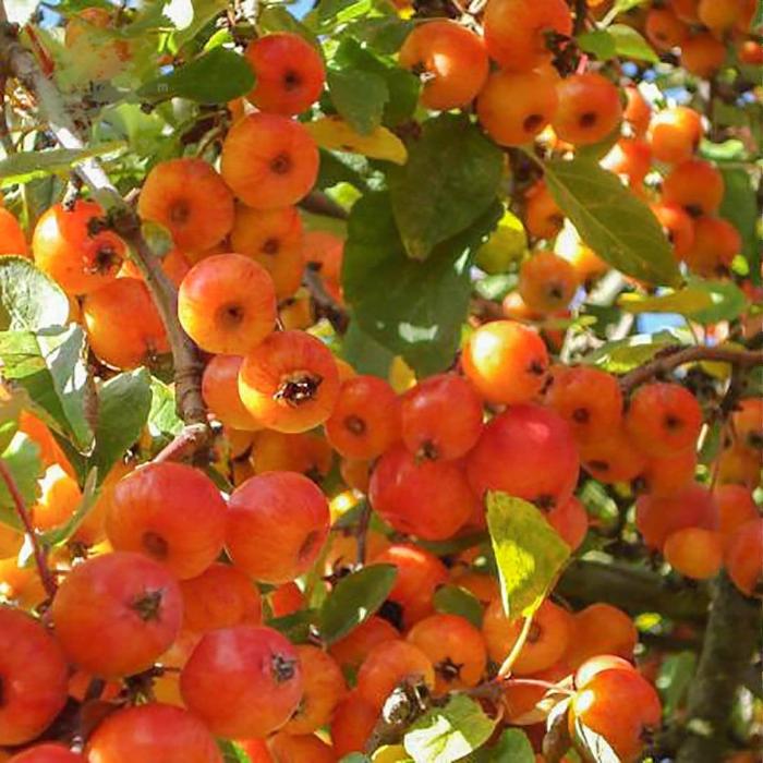 Evereste-Crab-Apple-Tree-5