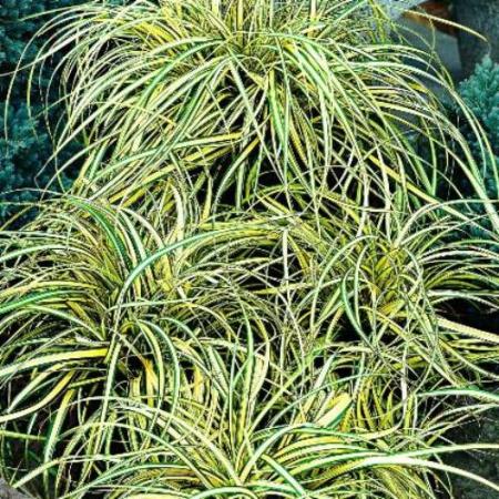 Evergold-Sedge-Grasses-3