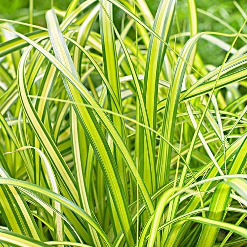 Evergreen-Japanese-Sedge-Grasses-2