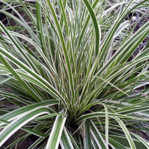 Evergreen-Japanese-Sedge-Grasses-3