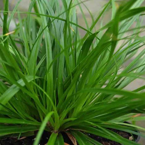 Evergreen-Japanese-Sedge-Grasses-4