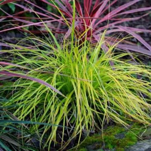 Everillo Sedge Ornamental Grass...