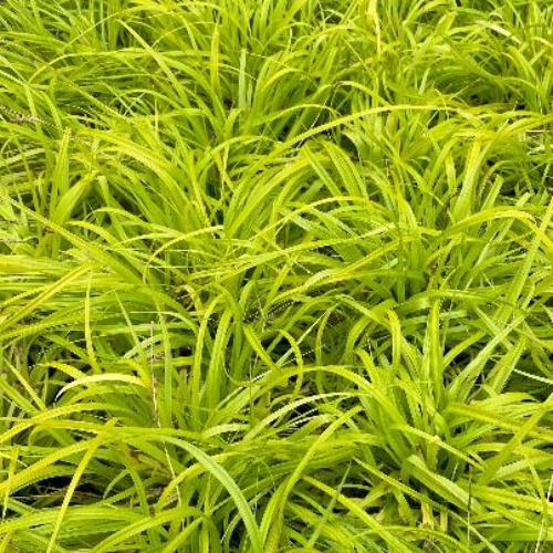 Everillo-Sedge-Ornamental-Grasses-2