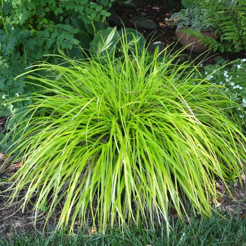 Everillo-Sedge-Ornamental-Grasses-3