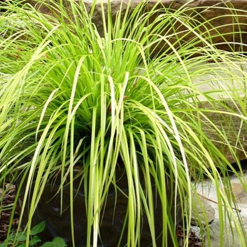 Everillo-Sedge-Ornamental-Grasses-4