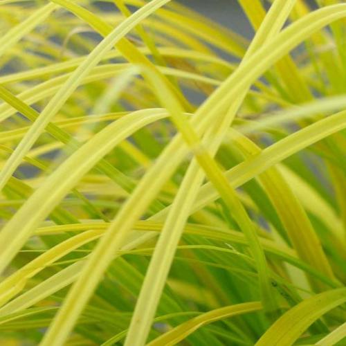 Everillo-Sedge-Ornamental-Grasses-5