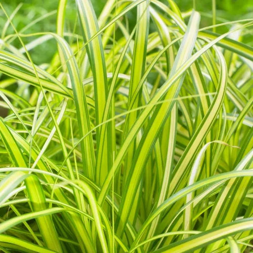 Eversheen-Sedge-Ornamental-Grasses-1
