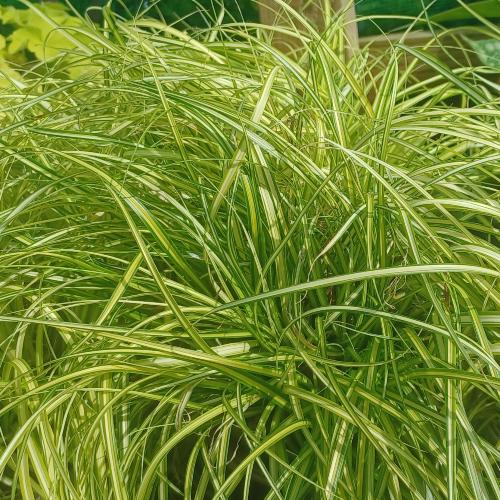 Eversheen-Sedge-Ornamental-Grasses-2