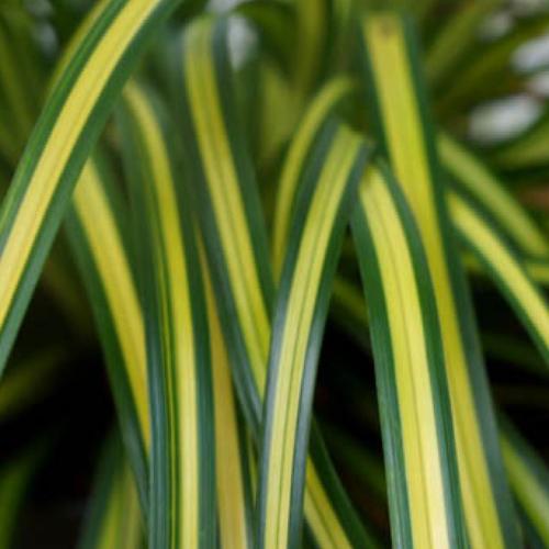 Eversheen-Sedge-Ornamental-Grasses-3