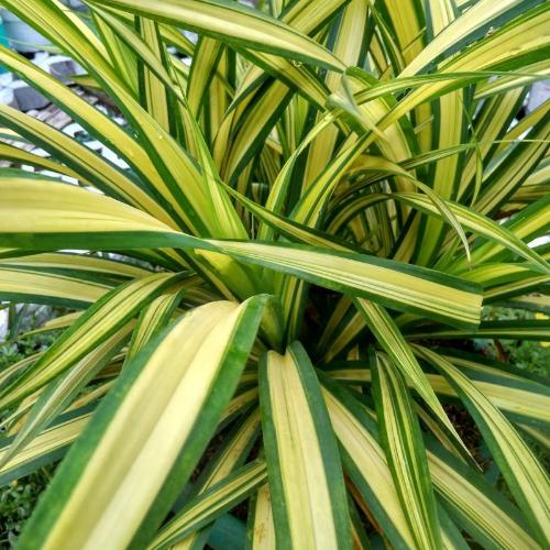 Eversheen-Sedge-Ornamental-Grasses-4