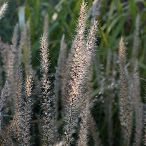 Fairy-Tails-Ornamental-Grasses-4