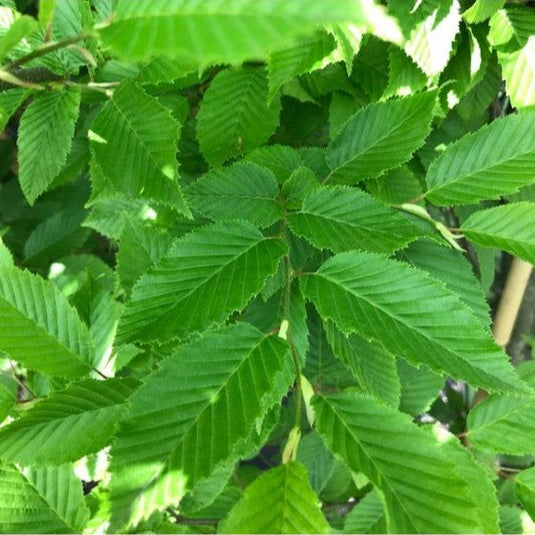 Fastigiate Hornbeam Tree...