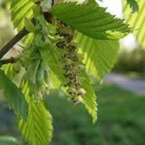 Fastigiate-Hornbeam-Tree-2