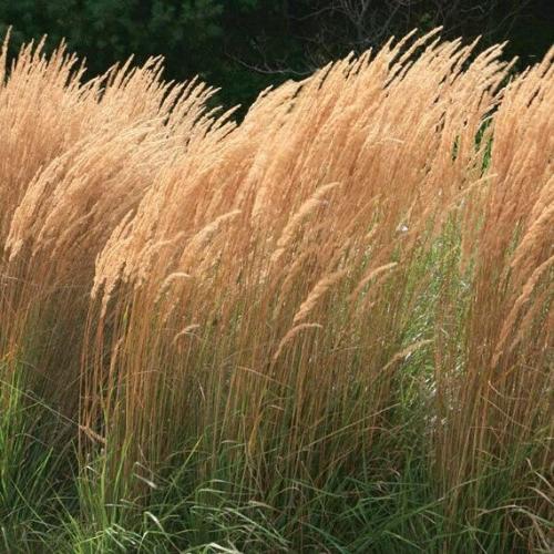 Feather Reed Ornamental Grasses (Calamagrostis Acutiflora Karl Foerster)