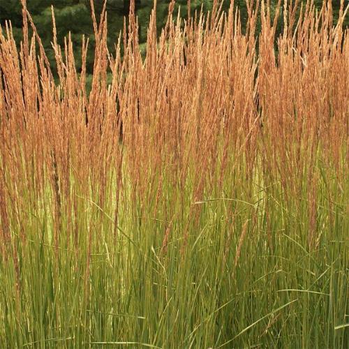 Feather-Reed-Grasses-3