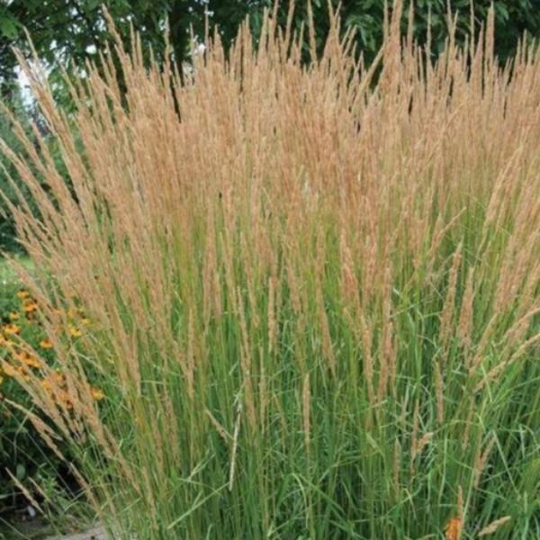 Feather-Reed-Grasses-4