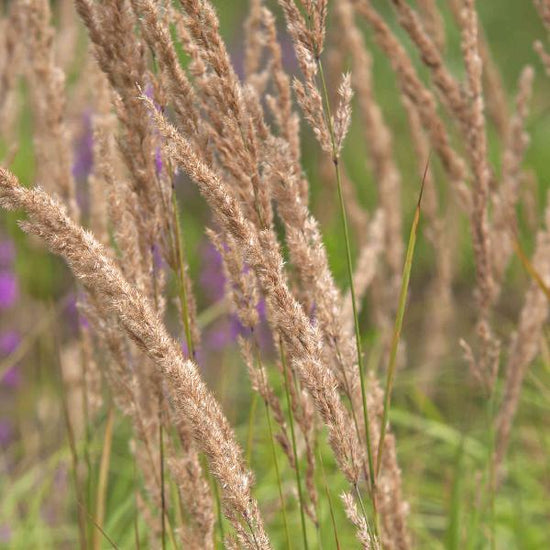 Feather-Reed-Grasses-5