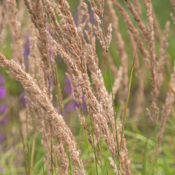 Feather-Reed-Grasses-5