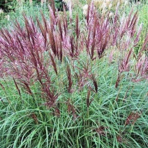 Ferner Osten Ornamental Grasses (Miscanthus Sinensis Ferner Osten)
