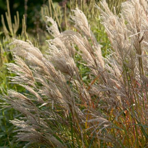 Ferner-Osten-Grasses-2