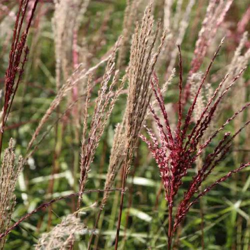 Ferner-Osten-Grasses-3