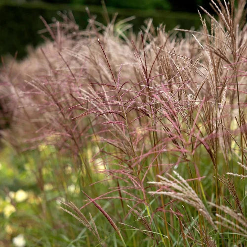 Ferner-Osten-Grasses-5