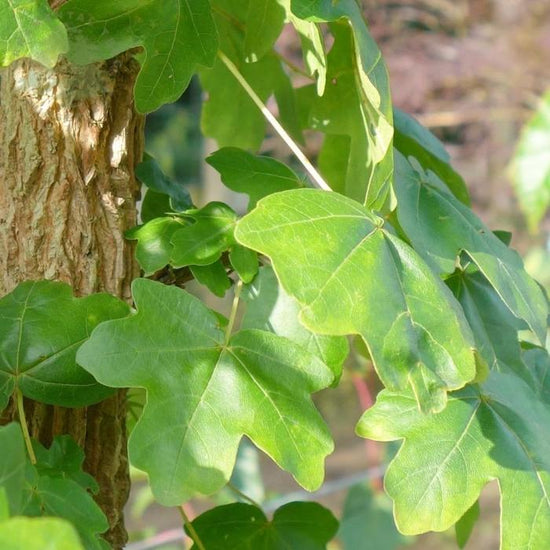 Field-Maple-Ornamental-Tree-2