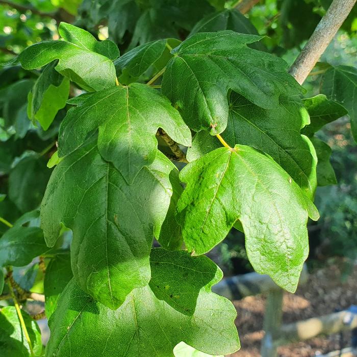 Field-Maple-Ornamental-Tree-3