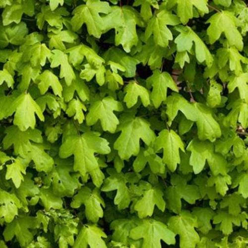 Field-Maple-Ornamental-Tree-5