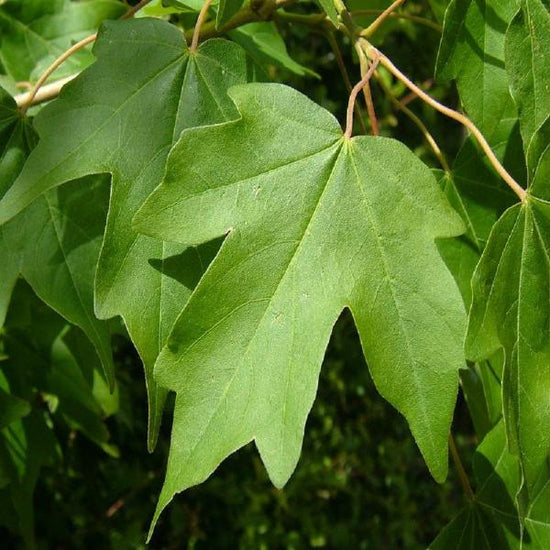 Field-Maple-Pleached-Tree-3