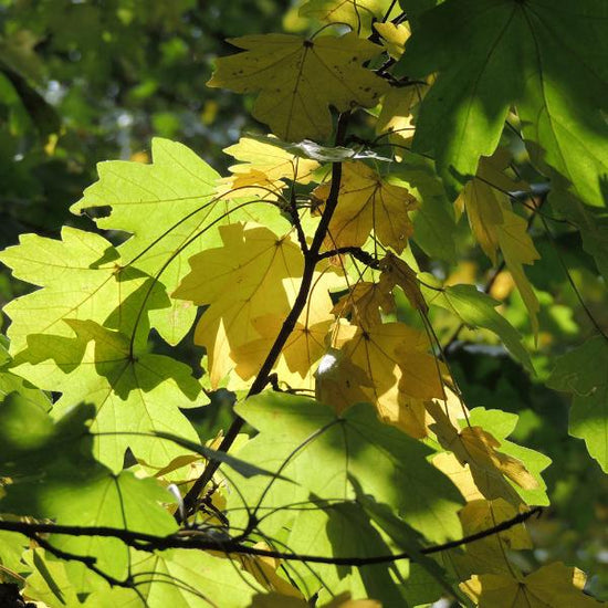 Field-Maple-Pleached-Tree-4