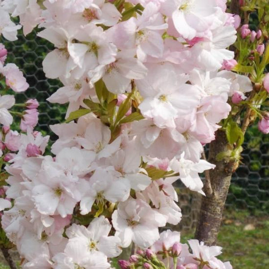Flagpole-Cherry-Tree-2