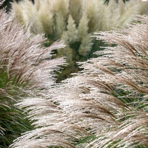 Flamingo-Maiden-Grasses-2
