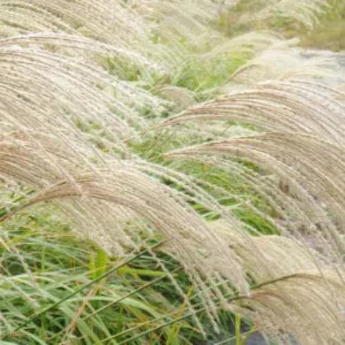 Flamingo-Maiden-Grasses-3