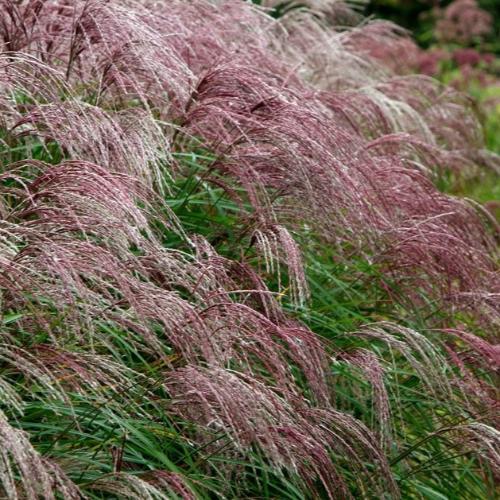 Flamingo-Maiden-Grasses-4