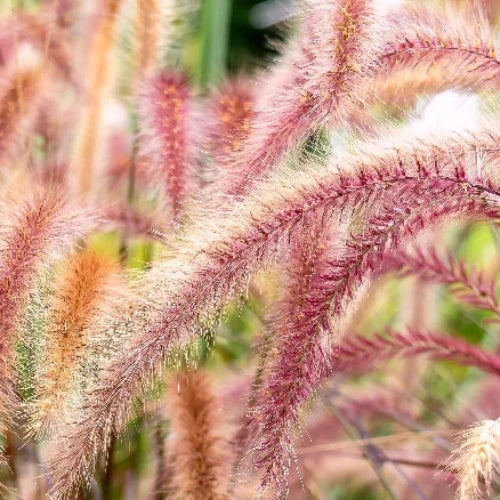 Flamingo-Ornamental-Grasses-2