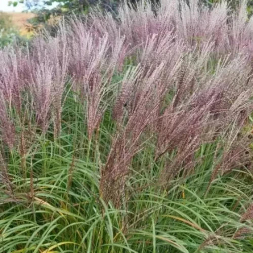 Flamingo-Ornamental-Grasses-4
