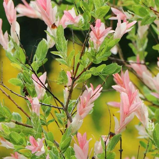Flamingo Willow Tree...