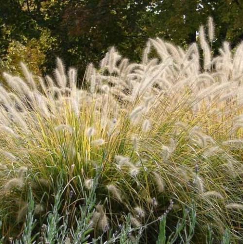 Fountain-Ornamental-Grasses-2