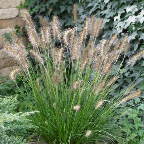 Fountain-Ornamental-Grasses-3
