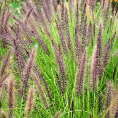 Fountain-Ornamental-Grasses-4